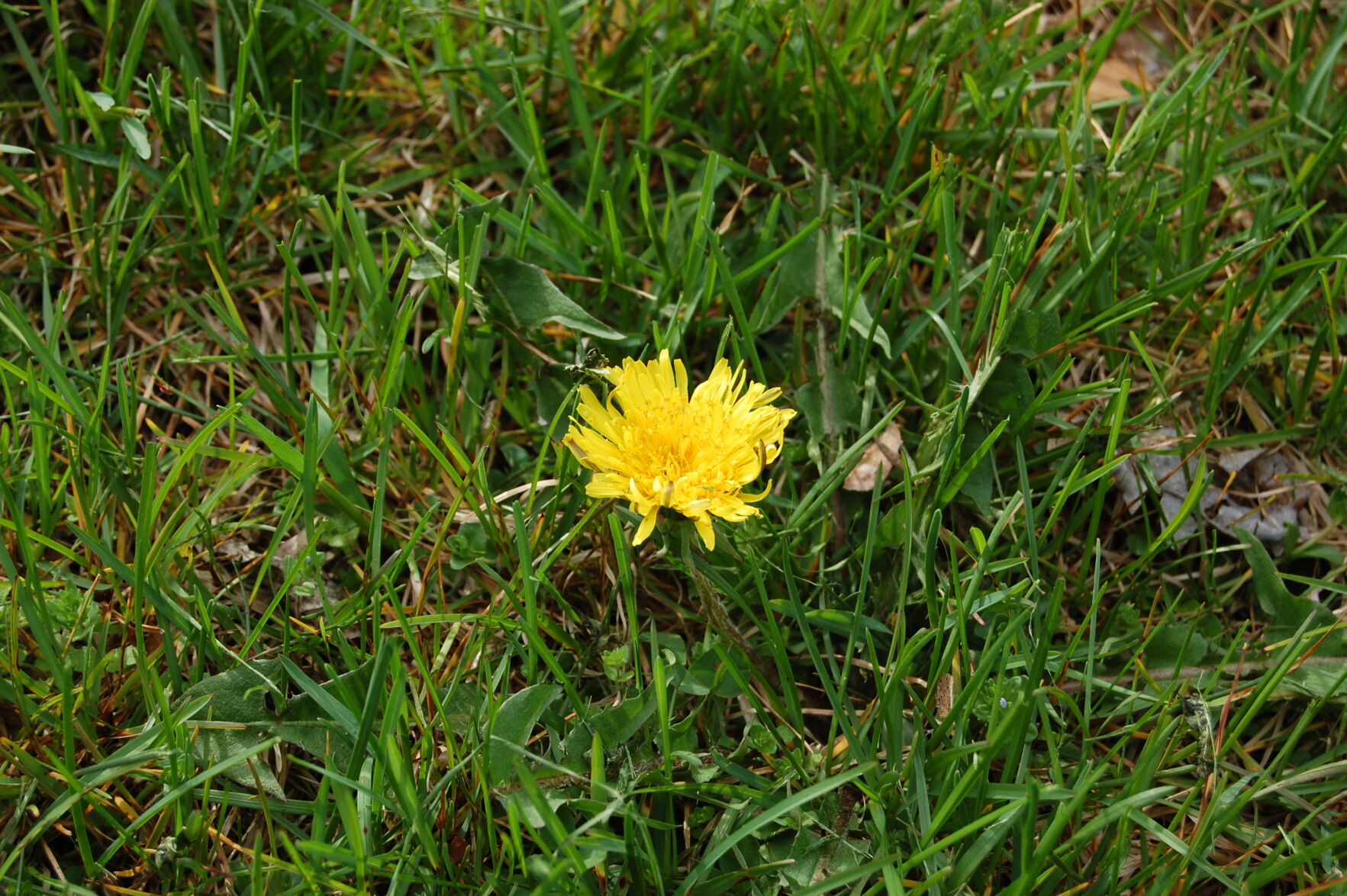 Dandelion.JPG